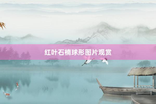 红叶石楠球形图片观赏